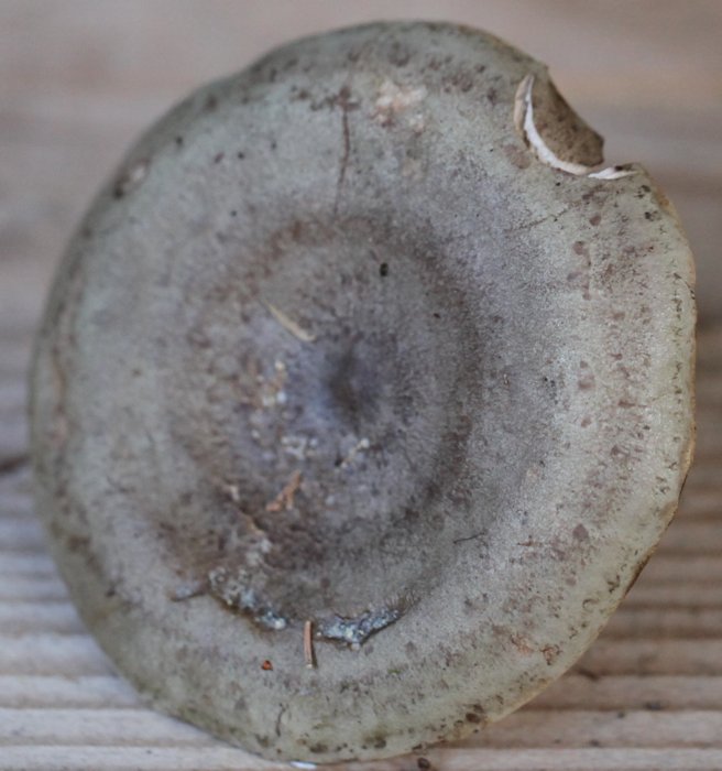 Lactarius blennius