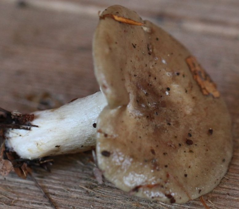 Lactarius blennius