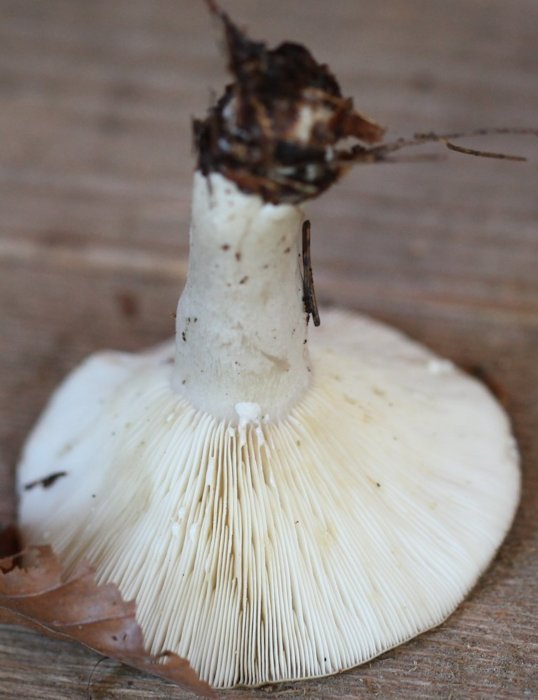 Lactarius blennius