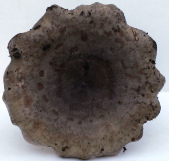 lactarius blennius