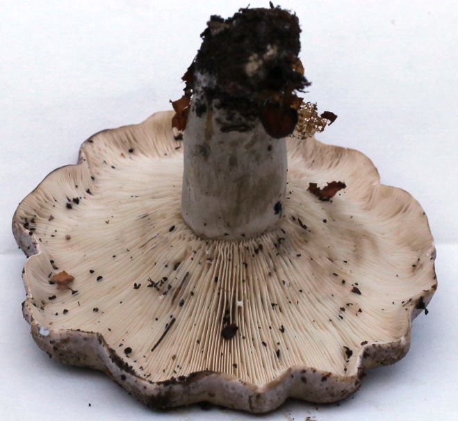 lactarius blennius
