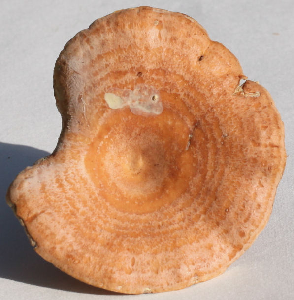 Lactarius chrysorrheus