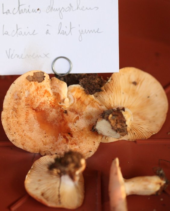Lactarius chrysorrheus
