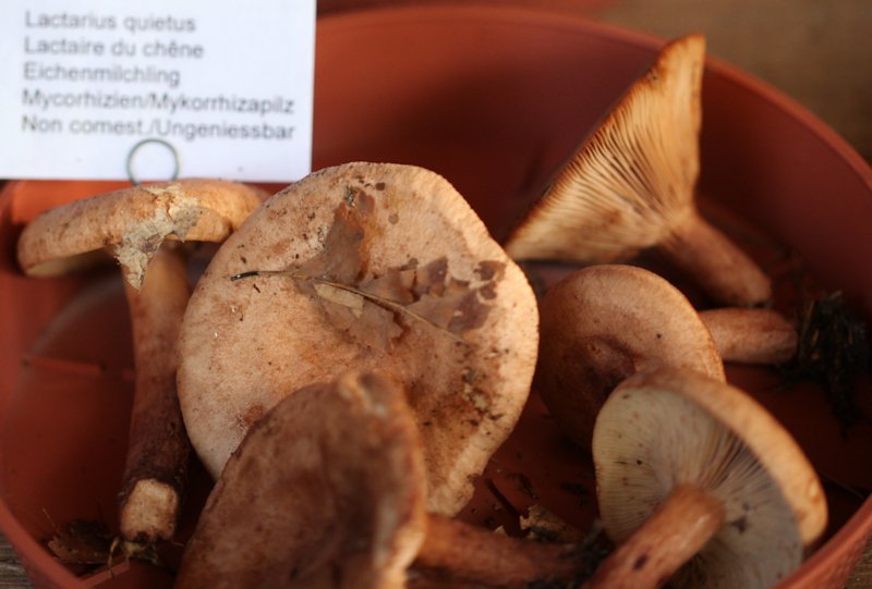 Lactarius quietus