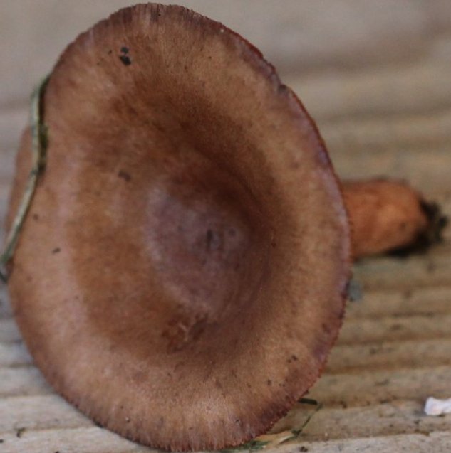 Lactarius quietus
