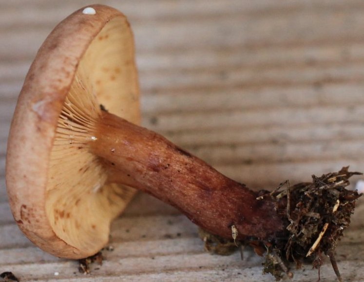 Lactarius quietus