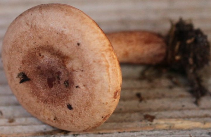 Lactarius quietus