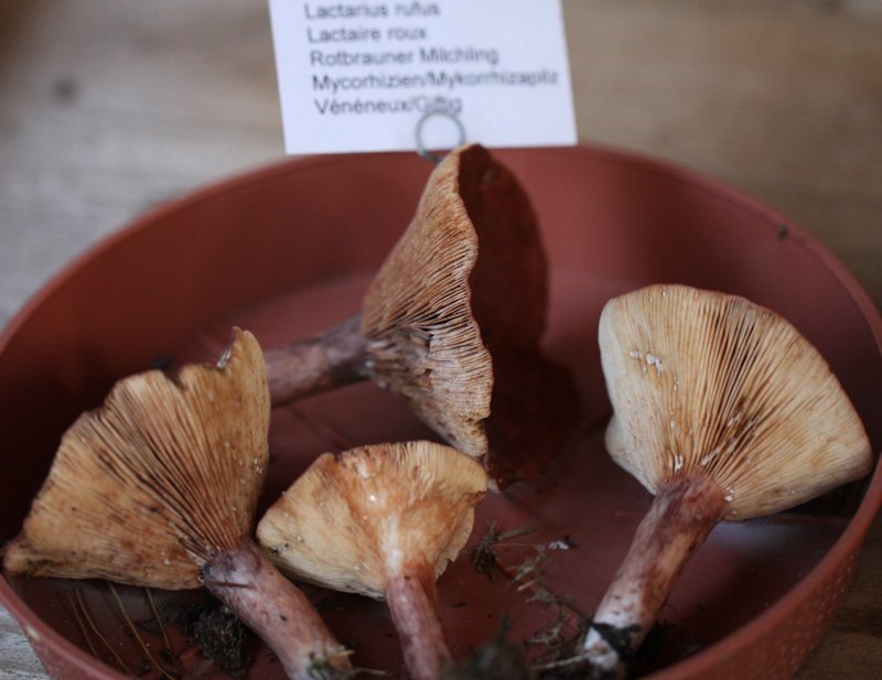 Lactarius rufus