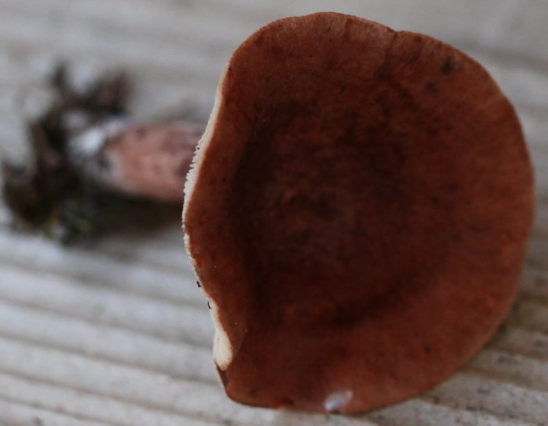 Lactarius rufus