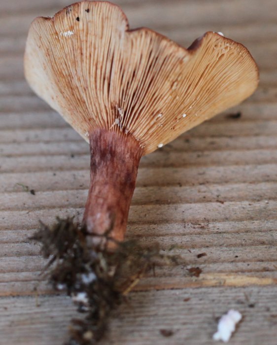 Lactarius rufus