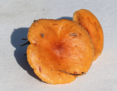 Lactarius subdulcis