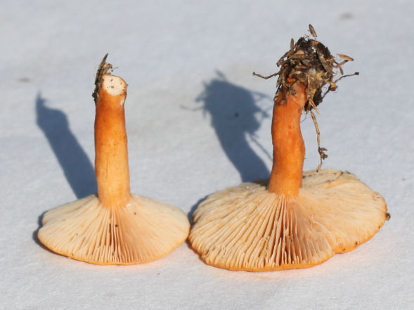 Lactarius subdulcis