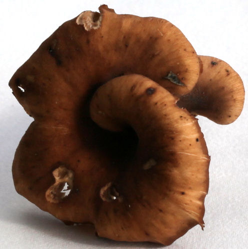 Lentinellus cochleatus