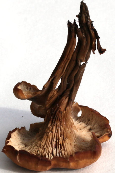 Lentinellus cochleatus