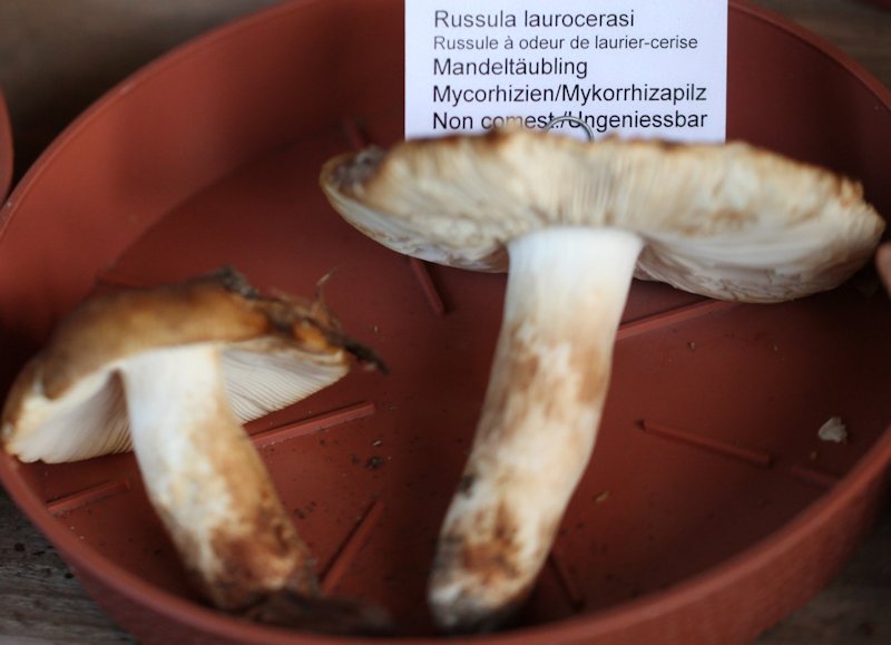 Russula laurocerasi