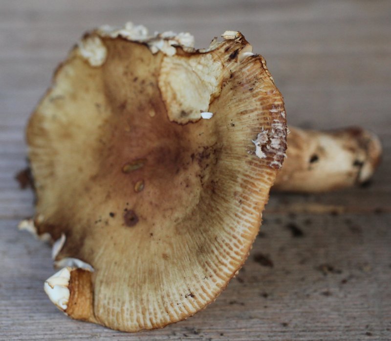 Russula laurocerasi