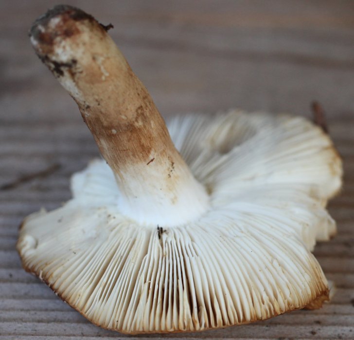 Russula laurocerasi