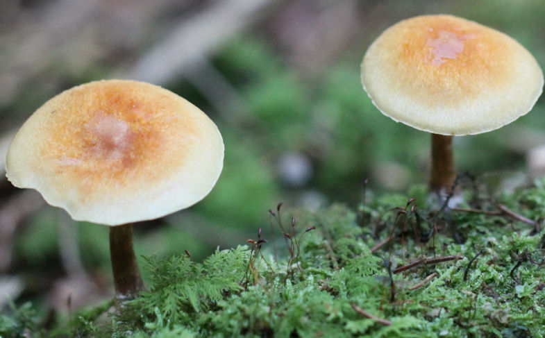 Hypholoma capnoides