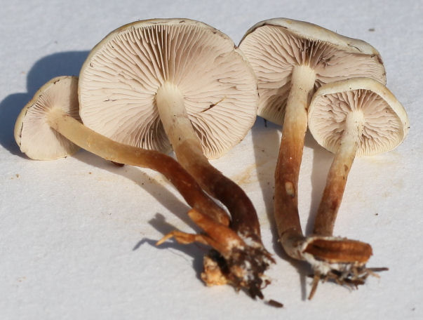 Hypholoma capnoides