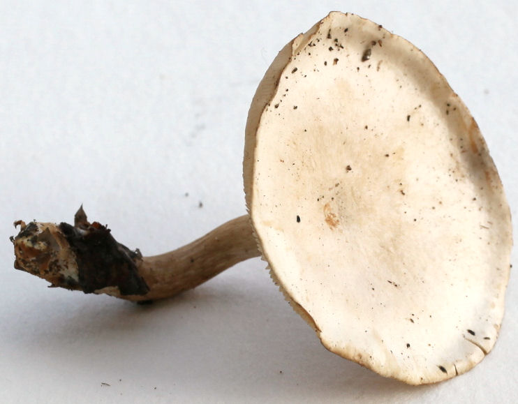 Clitocybe dealbata