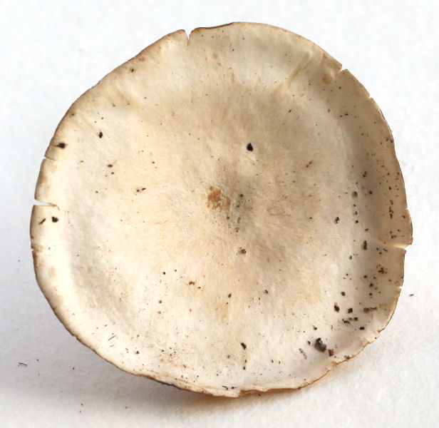 Clitocybe dealbata