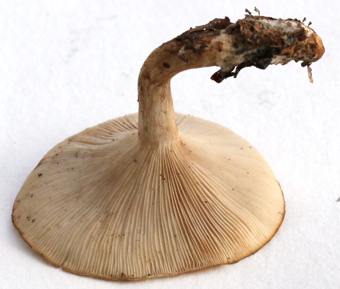Clitocybe dealbata