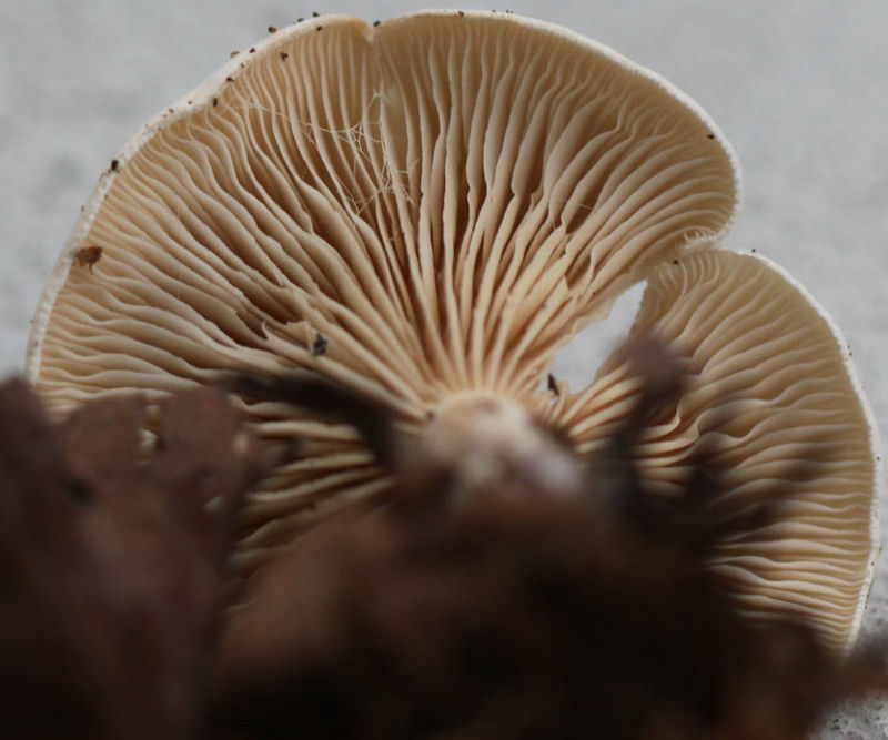 clitocybe dealbata