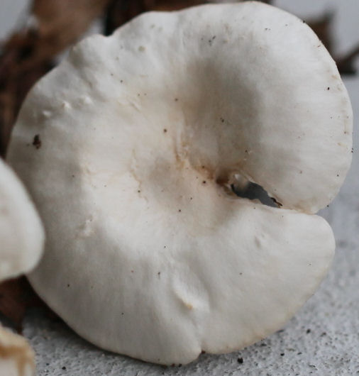 clitocybe dealbata