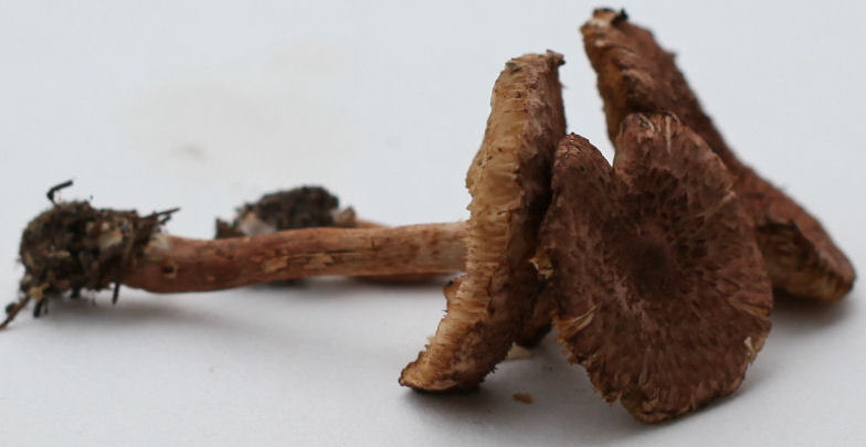 Tricholoma vaccinum